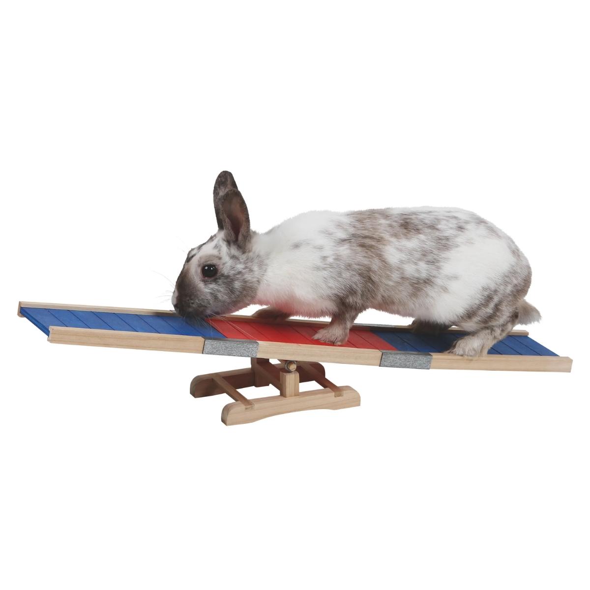 Kanien Agility Keinu