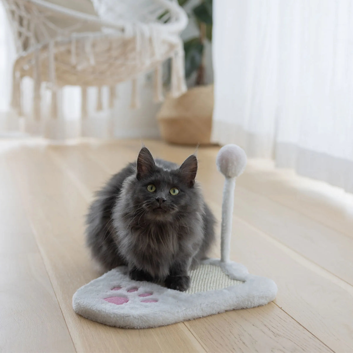 Raapimalauta Paw