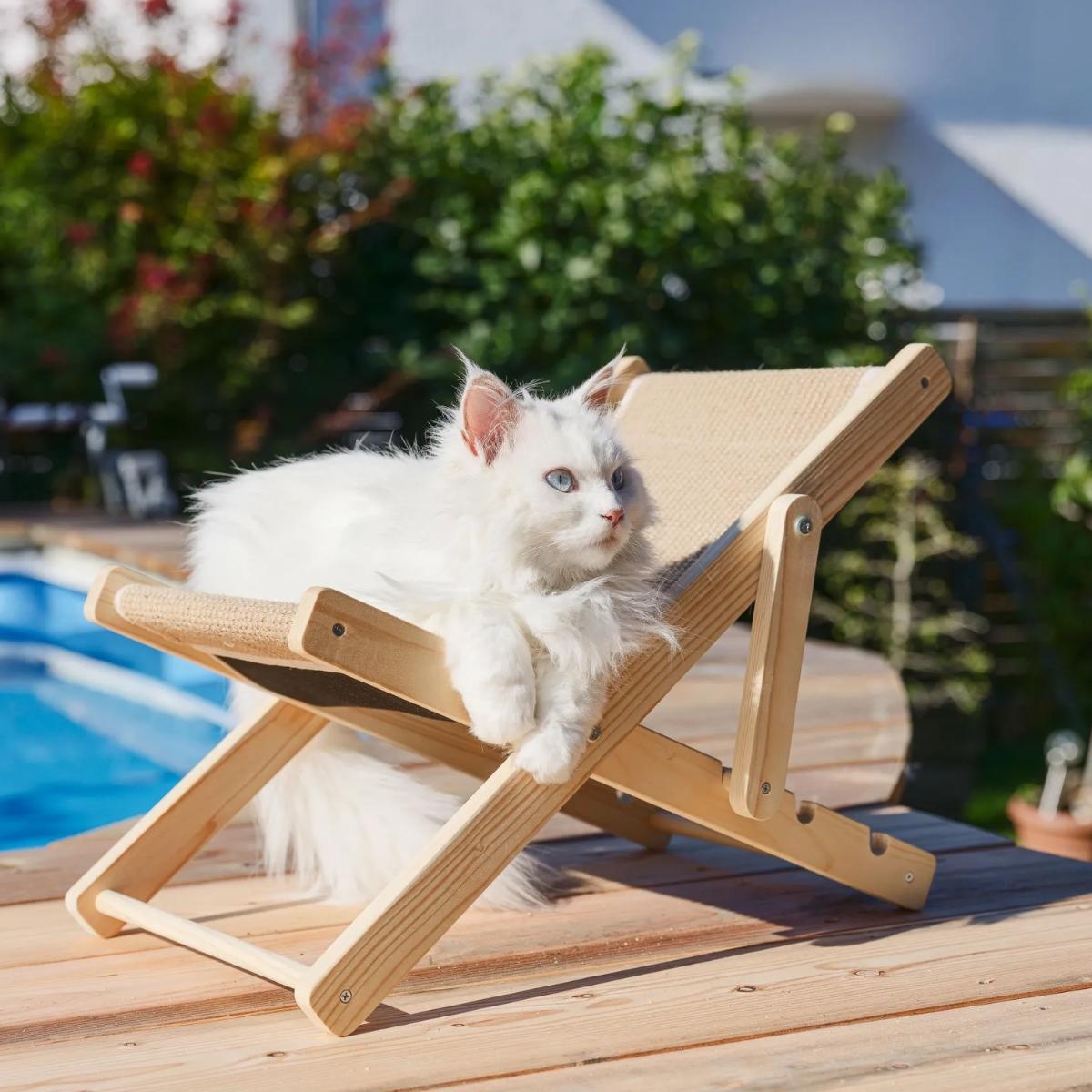Cat Lounger Beach