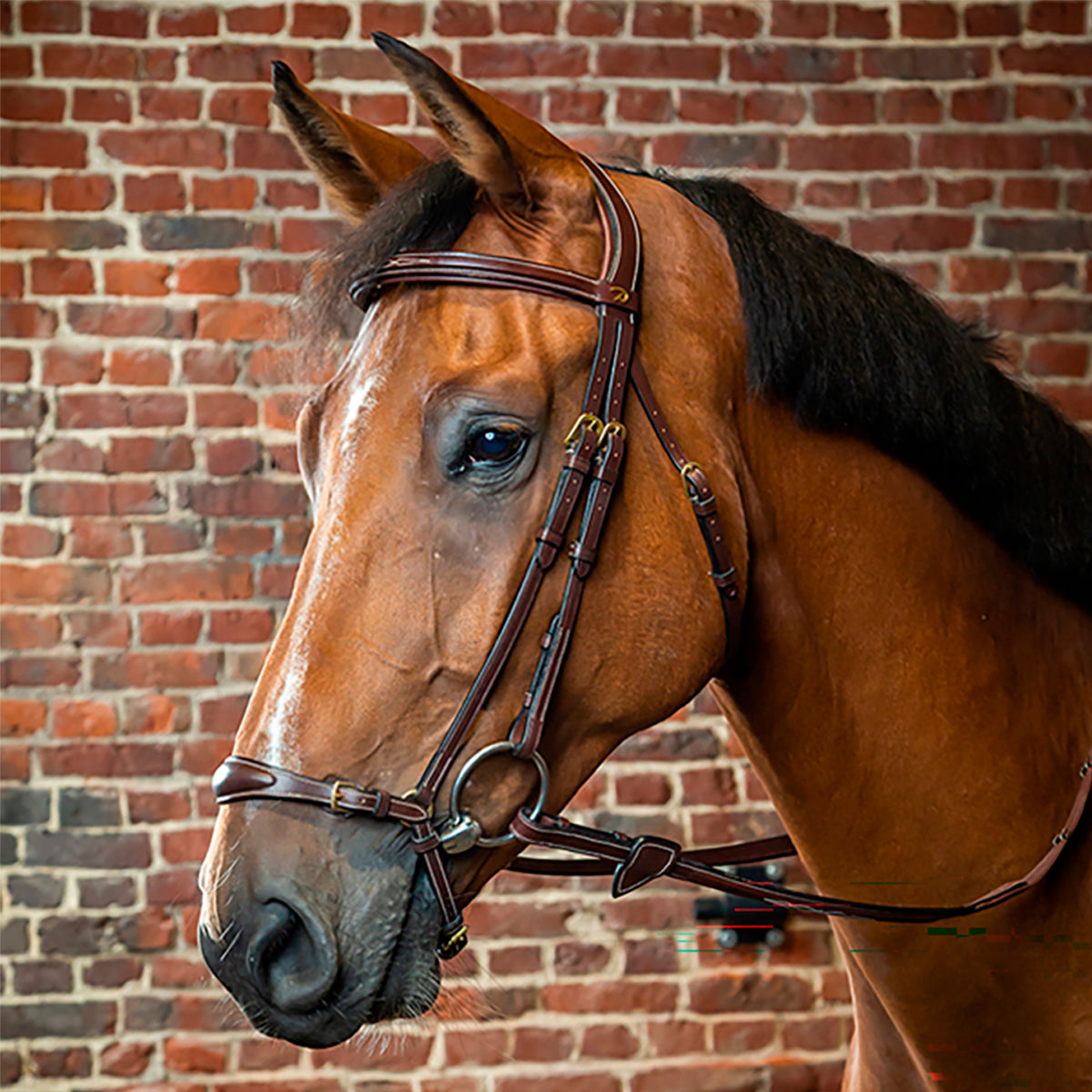 Suitset Drop Noseband NE/D Collections