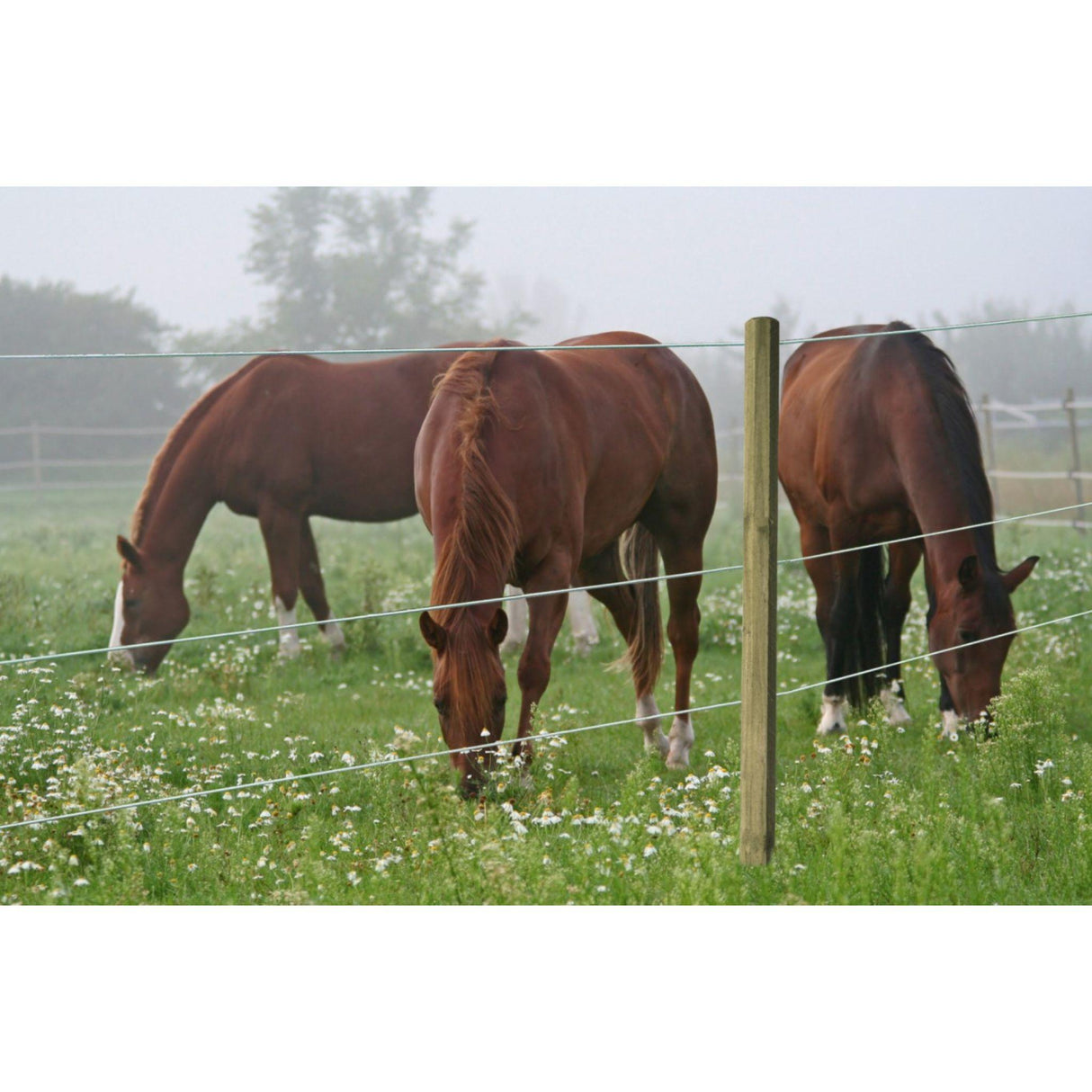 Aitalanka TopLine Horse 6mm