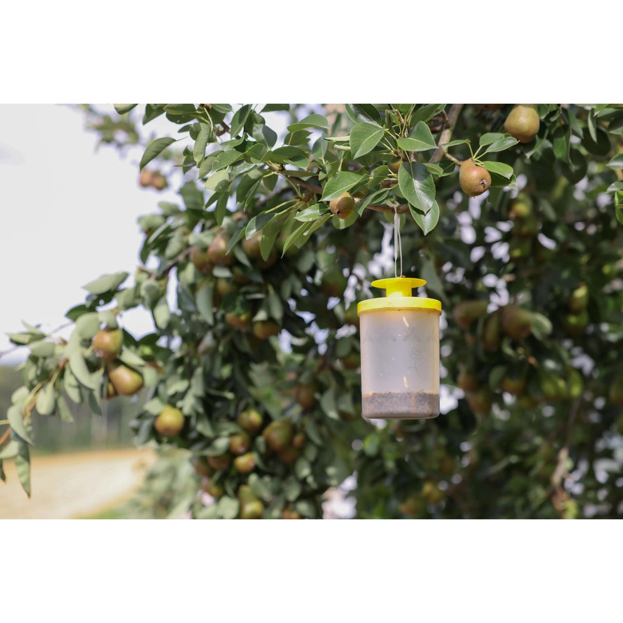 Kärpäspyydys FlyCage Mini