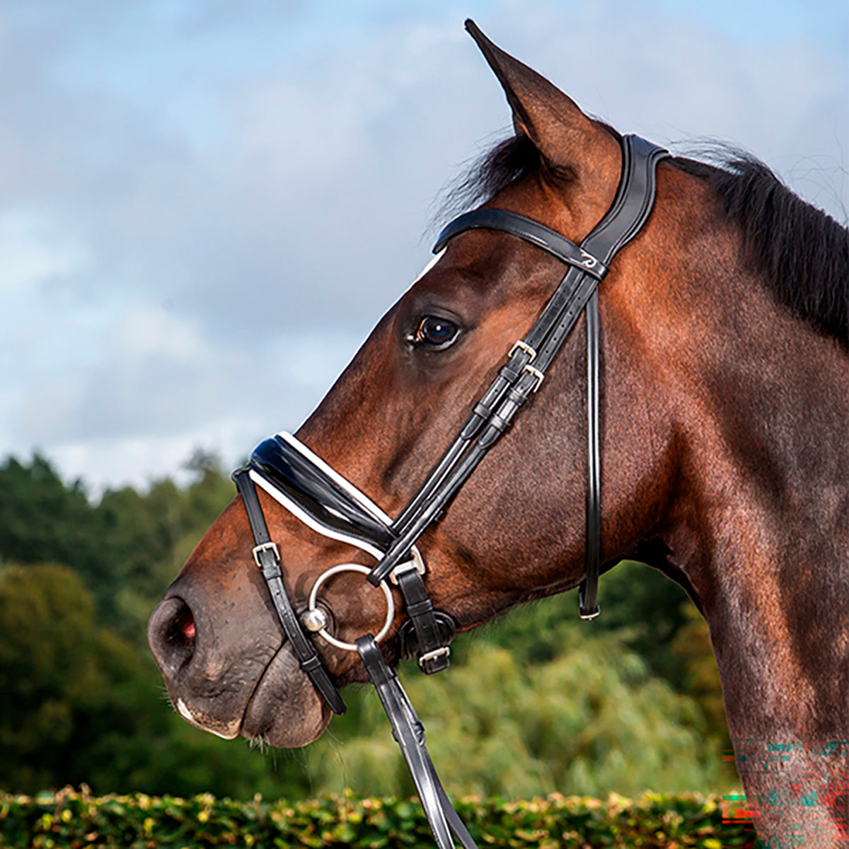 Bridle Large Crank Patent/ Noseband Dressage Collections