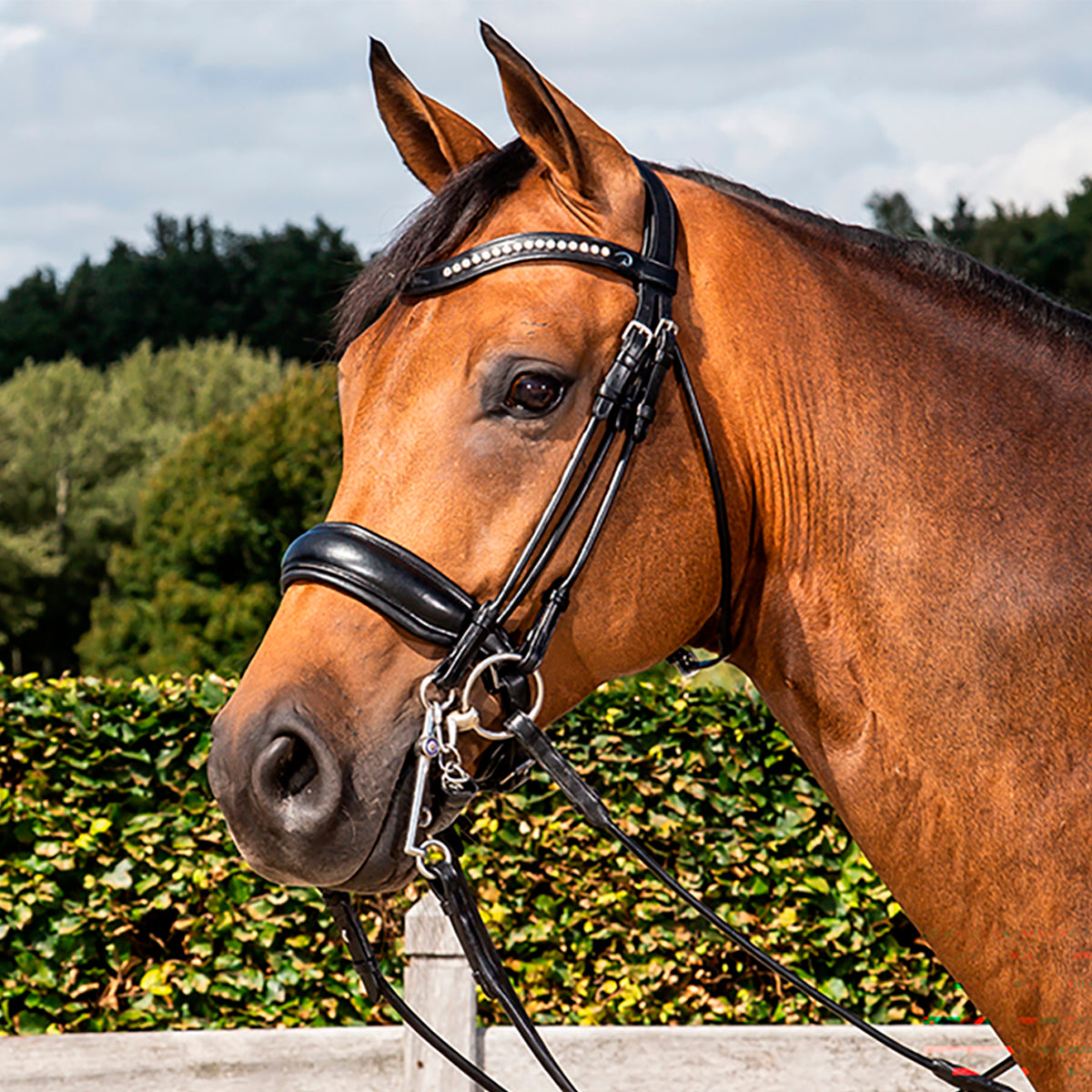 Kankisuitset Large Crank Matte Noseband Dressage Round Collections