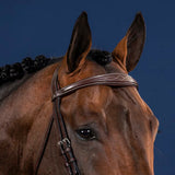 Browband Anatomic NE/US/D Collections
