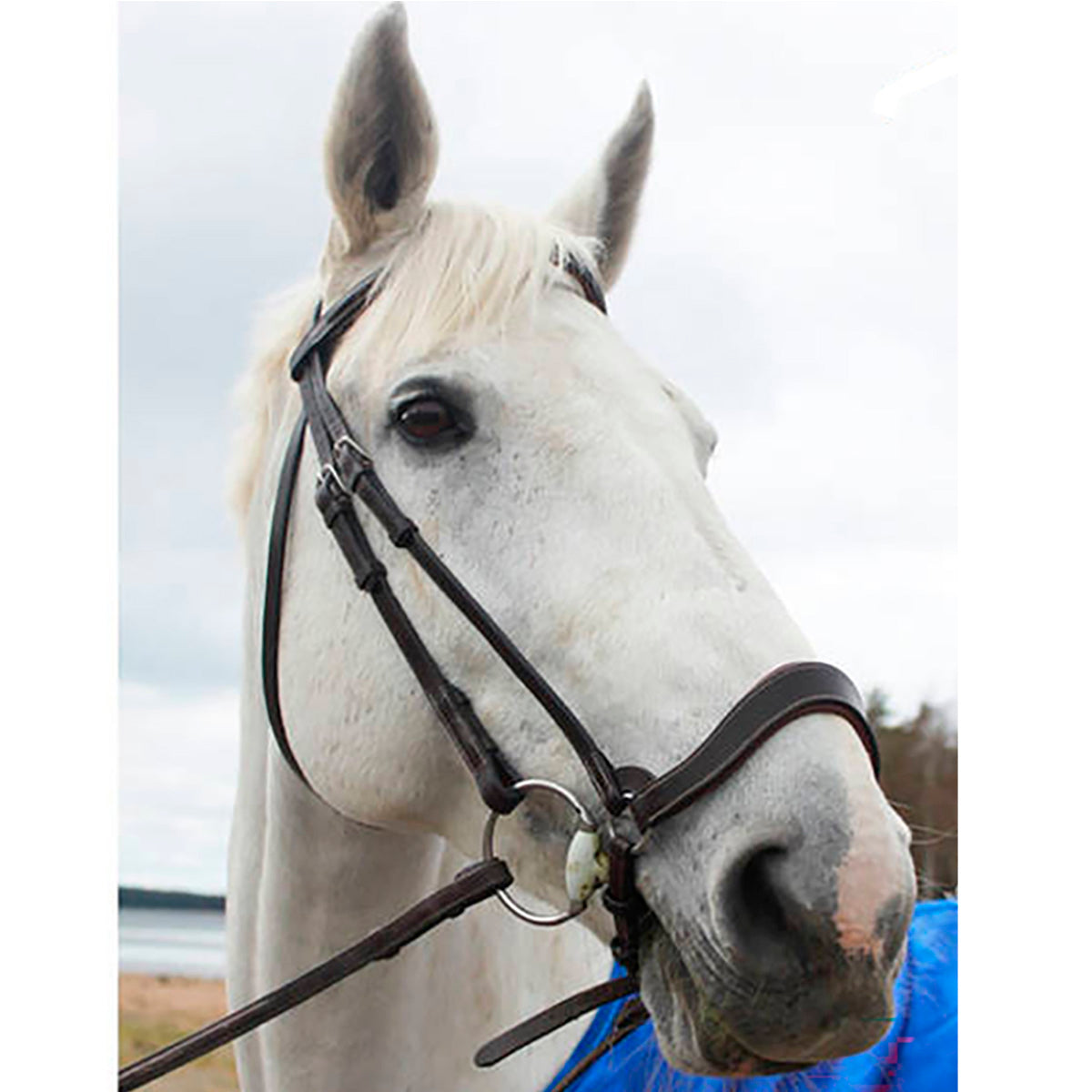 Drop Noseband Anatomic Working Collections