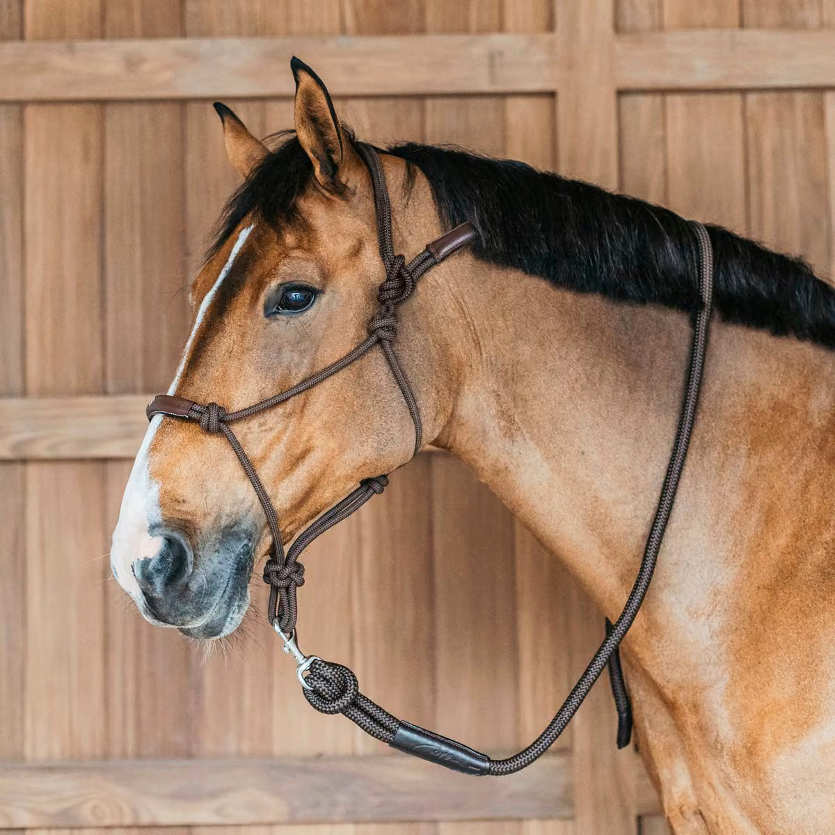 Halter Training Working Collection