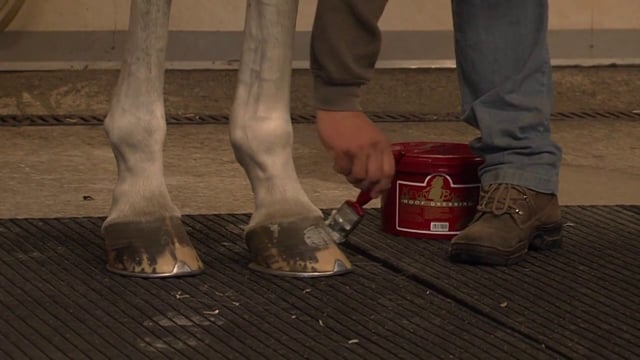 Kaviorasva Hoof Dressing