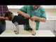 Body Suit Classic for Dog