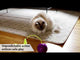Aktivointilelu Whirlwind Purrsuit