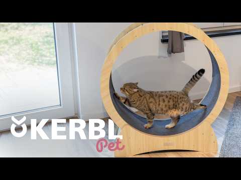 Cat Wheel