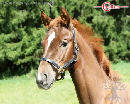 Covalliero Varsariimu Leather Eco - Varsariimut - 327040 - 3