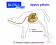 Bi-PILL Vasikan Bikarbonaatti buusteri - Vasikan lisäravinteet - VX3000 - 4