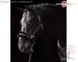 Covalliero Halter ClassicSoft Navy - Nylon Halters - 3224750 - 7