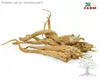 JR Farm Parsley Roots 50g - Treats, Herbs, Proteins - 515.0510 - 1