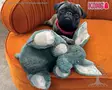 Kong Dog Plush Toy Kiddos Comgort Elephant XL - Plush Toys - 634.7410 - 2