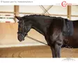 Covalliero Chambon Extender Joustochambon - Side & Draw Reins - 323600 - 3