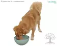 Kerbl Pet Aktivointikuppi Lick bowl - Aktivointilelut - 80560 - 2