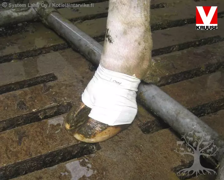 Kruuse Bovivet Hoof Bandage 10pcs, size XL - Hoof Bandages and Dressings - 220420 - 2