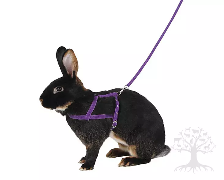 Kerbl Pet Violet Kanin Lapavaljaat - Jyrsijän Valjaat - 81760 - 1