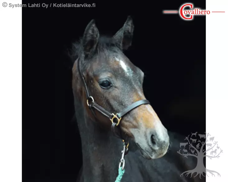 Covalliero Varsariimu Leather Eco - Varsariimut - 327040 - 2