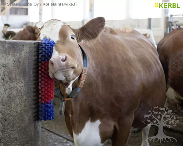 Kerbl Raapimisharja 22cm x 50cm - Karjaharjat - 293100 - 1