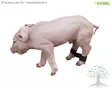 Kerbl Leg Tape for Piglets 12pcs - Pig obstetric - 22891 - 7