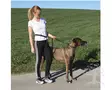 PetitLine Jogging Leash with Hip Belt - Running & Ski Belts - 81181 - 2
