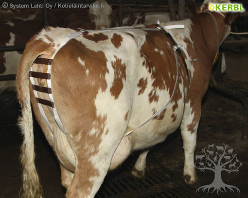 Prolapse Harness,Agricultu ... - Albert GmbH - View #2