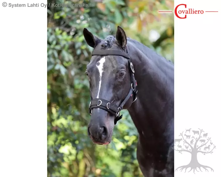 Covalliero Lunging Halter - Cavessons - 328651 - 1