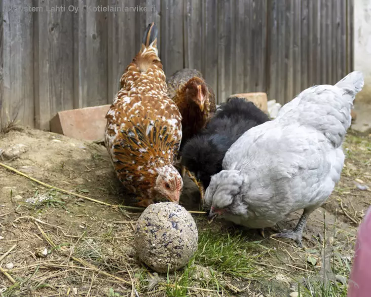 Kerbl Nokkimispallo kanoille 3kg - Kanojen Rehut ja Herkut - 73201 - 1