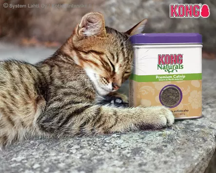 Kong Naturals Premium North American Catnip 28g - Catnip and Cat Grass - 788.0202 - 2
