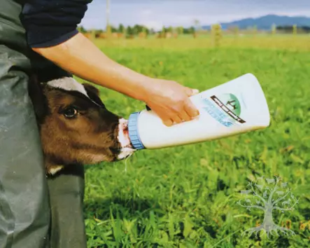 Shoof Calf Bottle Speedy Feeder - Milkbottles, Holders - 1422 - 4