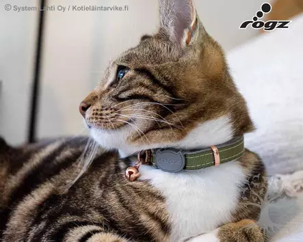 Rogz Kissanpanta Urban Olive - Kissojen kaulapannat - 765.0202 - 2