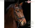 Covalliero Bridle Anatomic - Bridles - 3230202 - 1
