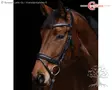 Covalliero Bridle Anatomic - Bridles - 3230202 - 7