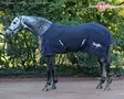 Covalliero Stable Blanket 150 Navy - Stable Rugs - 3226382 - 6