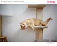 Kerbl Pet Wall-Mounted Cat Tree Timber - Cat Trees - 81612 - 5