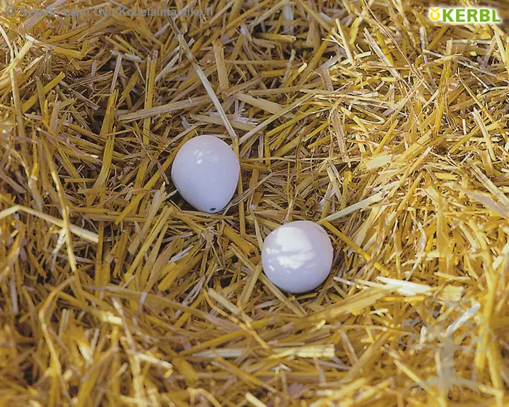 Kerbl Nest Eggs Clay 2pcs - Egg Incubators - 73004-2 - 1