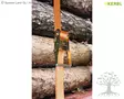 Kerbl Sidontaliina Ratchet 50mm, 8m kaksoiskoukuilla - Liinat, köydet - 37143 - 3