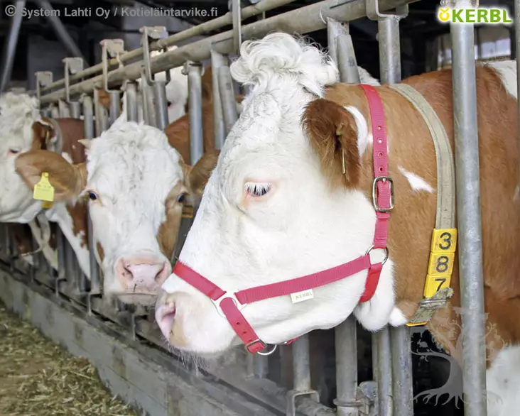 Kerbl Halter for Cow - Cattle Halter - 12613 - 1