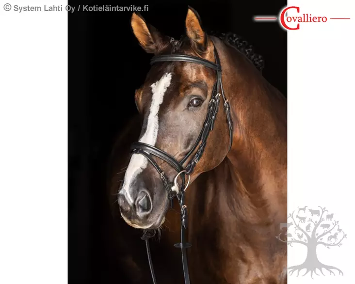 Covalliero Suitset + Ohjat Standard Black - Suitset - 321713 - 1