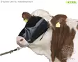 Kerbl Blind Hood with Halter - Cattle Halter - 12514 - 1