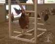 Kerbl Climbing Tower for Chickens - Laying Nest - 73164 - 4