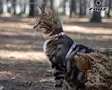 Rogz UrbanCat Control Harness and Lead Rosa - Cat Harnesses - 765.0224 - 2