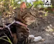 Rogz UrbanCat Control Harness and Lead Rosa - Cat Harnesses - 765.0224 - 5