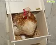 Kerbl Laying Nest Wood For Chickens - Laying Nest - 73005 - 13