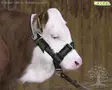 Kerbl Halter for Calves - Cattle Halter - 12515 - 1
