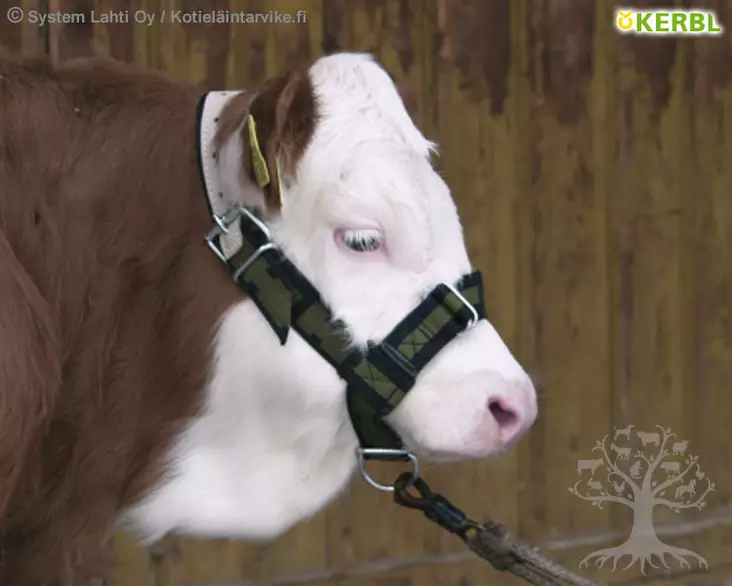 Kerbl Halter for Calves - Cattle Halter - 12515 - 1