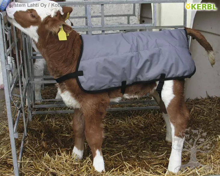 Kerbl Calf Blanket 70cm - Calf Blankets - 14155 - 1